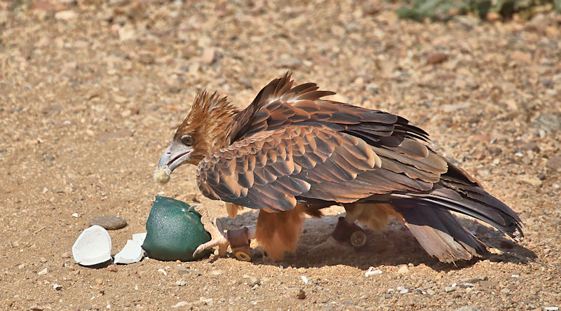 Black-breasted Buzzard, Alice Springs Bush Park