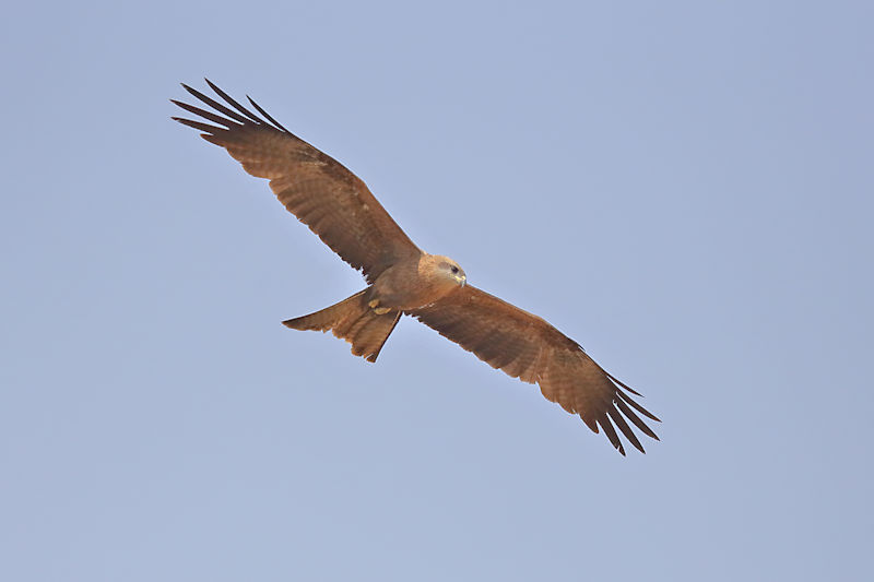 Black Kite, Alice Springs Bush Park