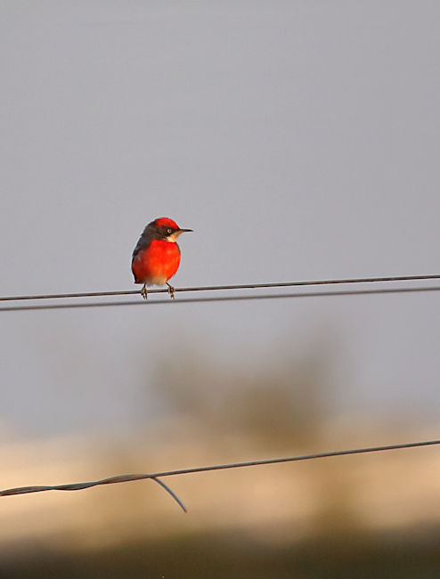 Crimson Chat, Alice Springs