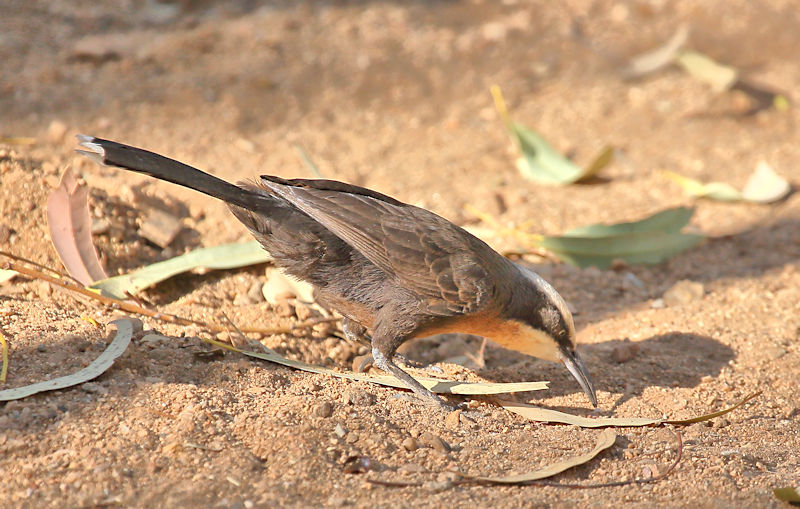 Grey-crowned Babbler, Alice Springs