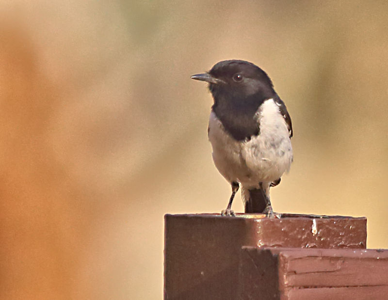 Hooded Robin, Alice Springs