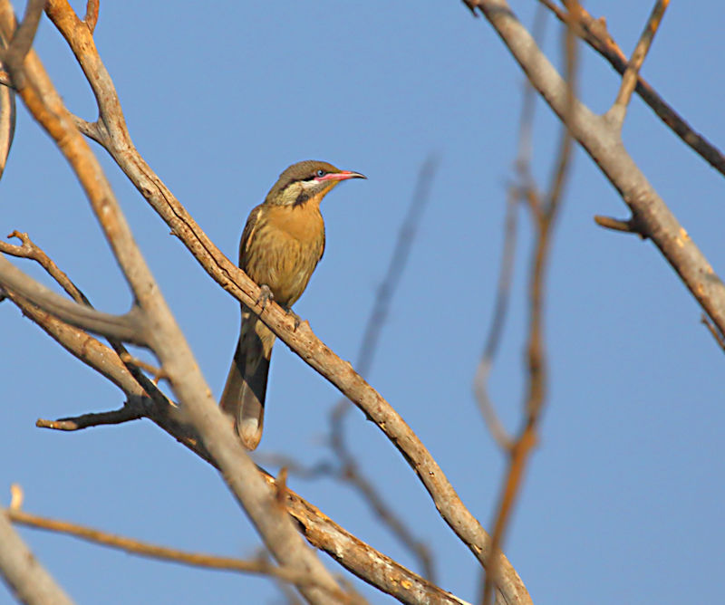 Spiny-cheeked Honeyeater, Alice Springs