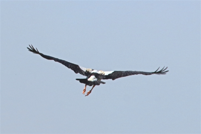 TheChannel_1233_mm_1_MagpieGoose_800
