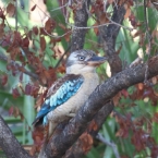 BlueWingedKookaburra_1250_m_800