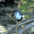 CoopersCreek_PiedHeron_5991_m_3_800