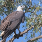 CoopersCreek_SeaEagle_1224_m_800