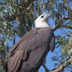 CoopersCreek_SeaEagle_1226_m_3_800