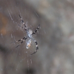 LeftHandBillabong_5960_m_StAndrewsCrossSpider_800