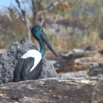 LeftHandBillabong_Jabiru_1234_mm_2_800