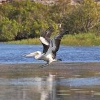 LeftHandBillabong_Pelican_5887_m_800