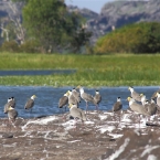 LeftHandBillabong_Plovers_5891_m_800