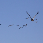 TheChannel_5972_m_3_MagpieGoose-WhistlingDucks_800