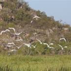 TheChannel_5976_m_Egrets_800