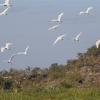 TheChannel_5978_m_Egrets_800