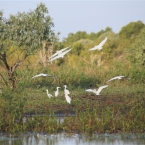 TheChannel_5983_m_Egrets_800