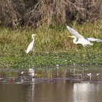 TheChannel_5986_m_3_Egrets_800