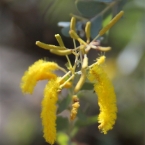 Bush_ArnhemLandWattle_6130_m_800