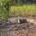 CoopersCreek_Crocodile_6146_m_800