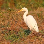 CoopersCreek_Egret_1301_m_3_800