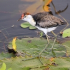 CoopersCreek_Jacana_6167_m_800