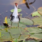 CoopersCreek_Jacana_6169_m_800