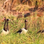 CoopersCreek_MagpieGeese_1297_m_800