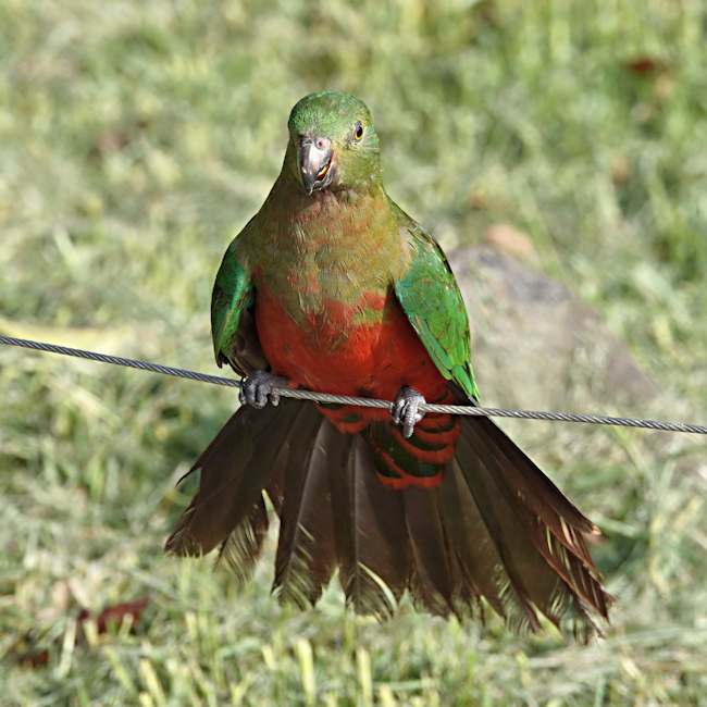 Australian King Parrot (Alisterus scapularis)