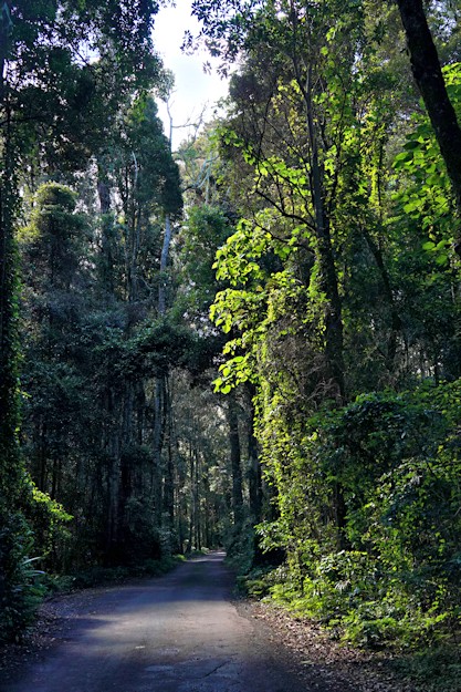 Mt Lamington road to O'Reilly's