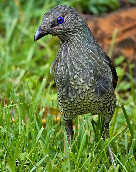 Satin Bowerbird_Ptilonorhynchus violaceus