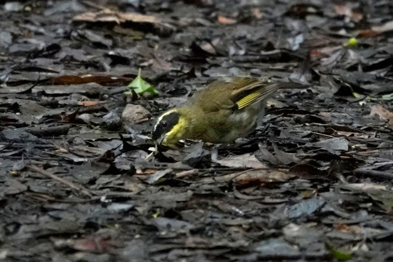 Yellow-throated Scrubwren_Sericornis citreogularis