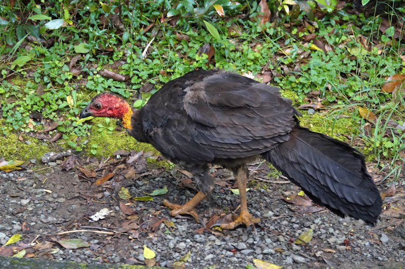 Australian Brushturkey_Alectura lathami