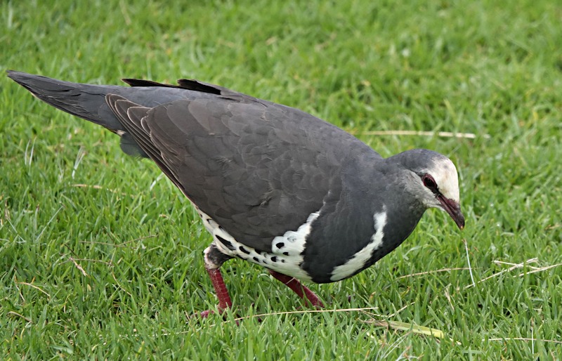 Wonga Pigeon_Leucosarcia melanoleuca