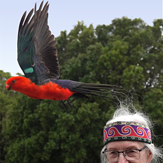 Australian King Parrot (Alisterus scapularis)