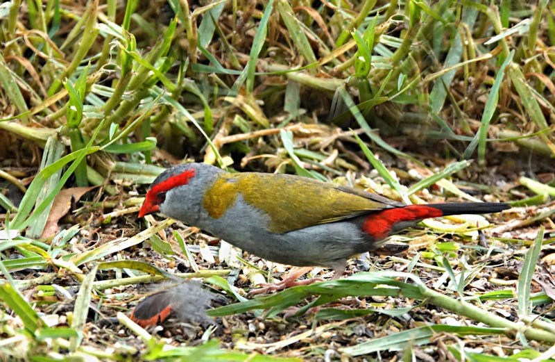  Red-browed Finch_Neochmia temporalis