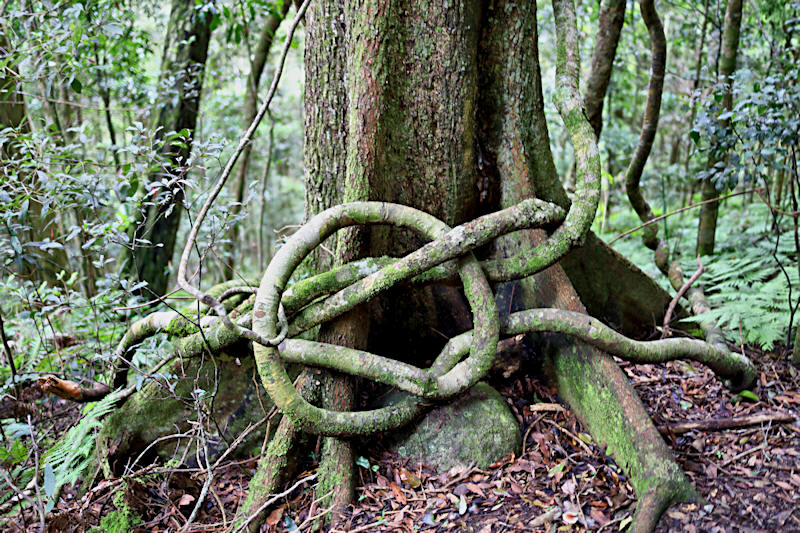 Mt Lamington forest