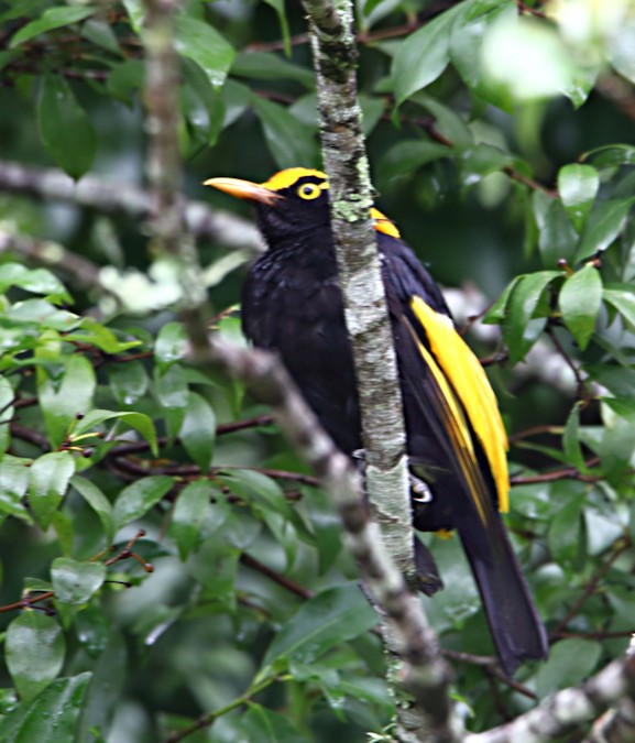 Male Regent Bowerbird_Sericulus chrysocephalus