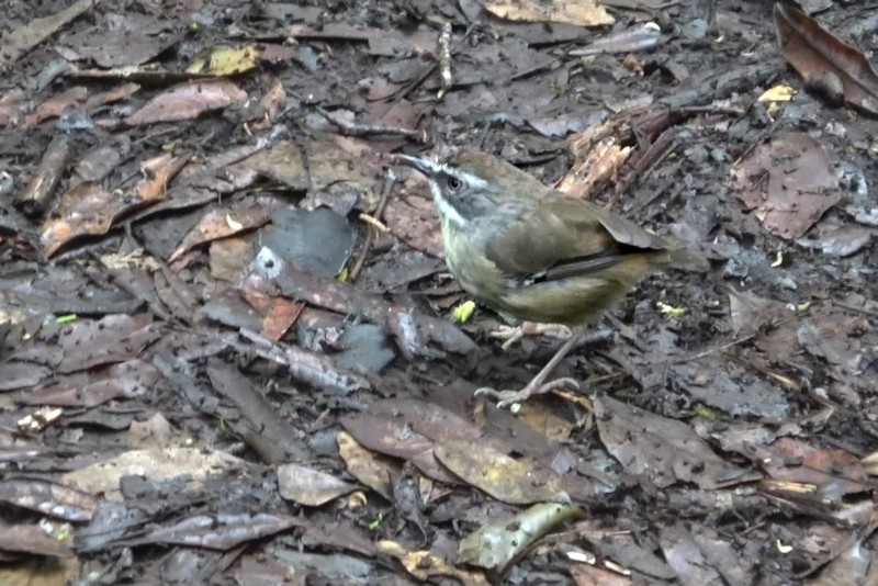 Yellow-throated Scrubwren_Sericornis citreogularis