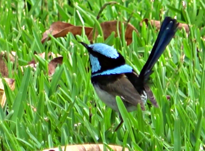 Superb Fairy Wren_Malurus cyaneus