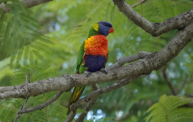  Rainbow Lorikeet (Ttrichoglossus haematodus)