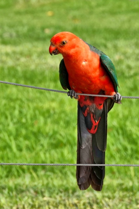 Australian King Parrot (Alisterus scapularis)