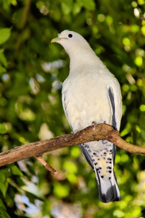 GoldCoast_WildlifeParks_IMG_5261