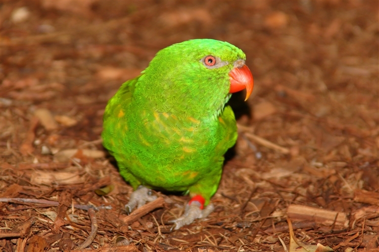 GoldCoast_WildlifeParks_IMG_5263