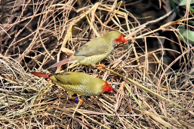 GoldCoast_WildlifeParks_IMG_5283