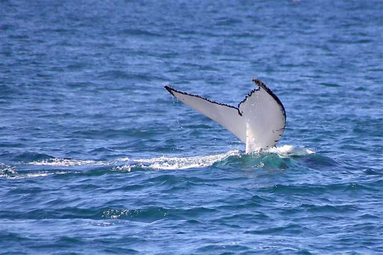 HumpbackWhales_IMG_5027_m_3