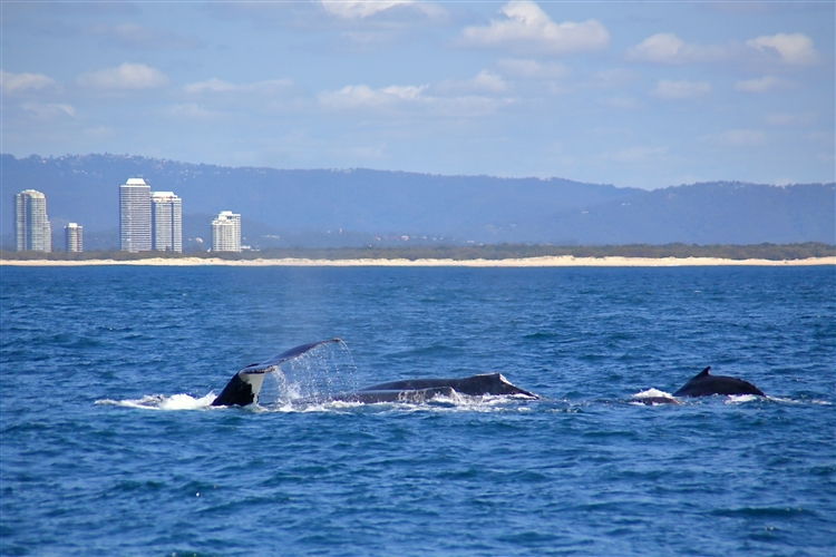 HumpbackWhales_IMG_5035_m_4