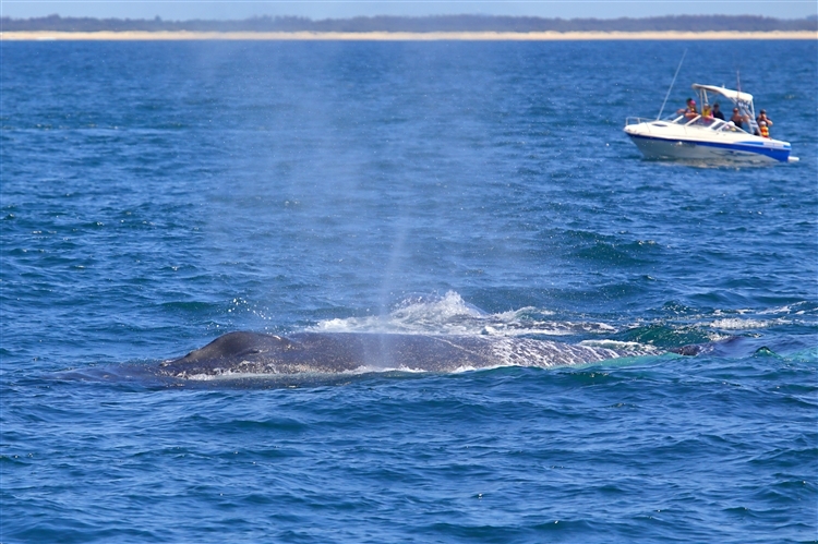 HumpbackWhales_IMG_5045_m_4