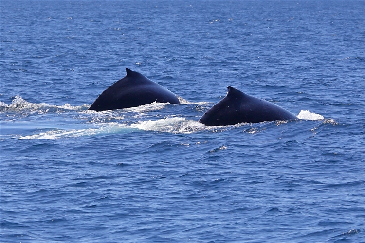 HumpbackWhales_IMG_5056_m_3