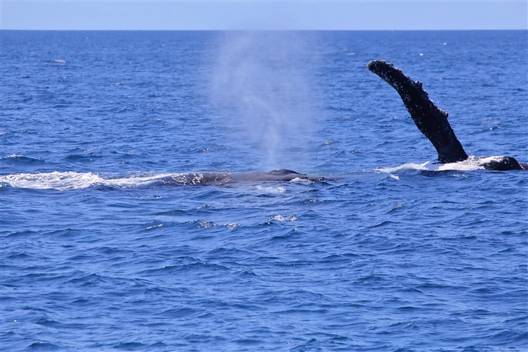 HumpbackWhales_IMG_5073_m