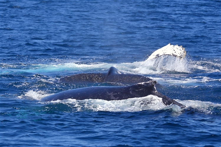 HumpbackWhales_IMG_5082_m_3