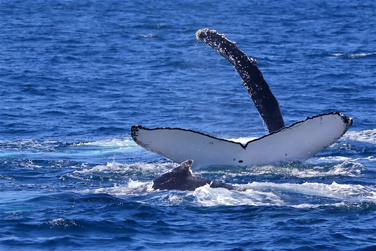 HumpbackWhales_IMG_5084_m_3